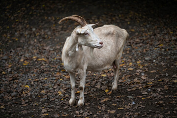 White goat outside with horns.