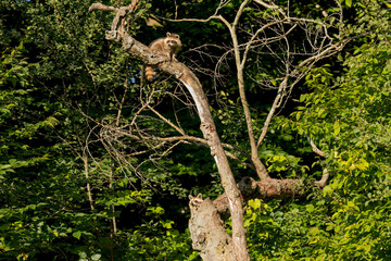 Young northern raccoons on the dry tree