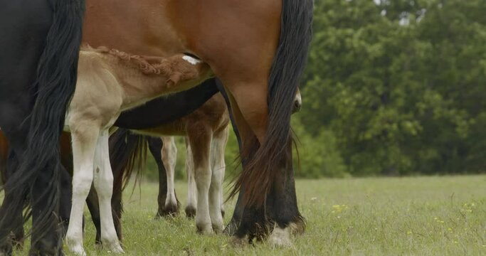 A Murakozi horse nursing its foalClose-up Image