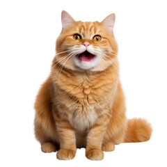 Portrait studio shot of a fat orange cat isolated on white background (png)