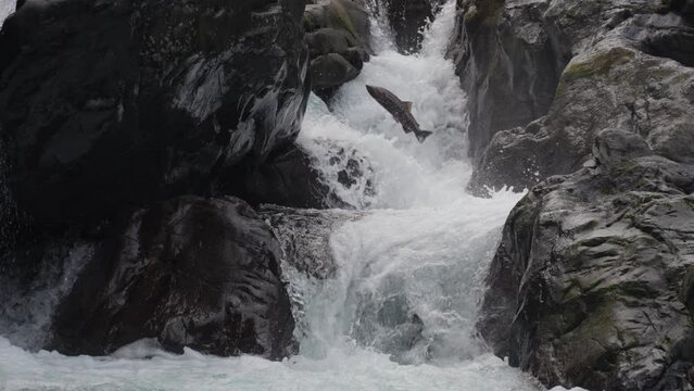 Coho Salmon Fish Leaping Jumping on The Cascades in Sol Duc River on Their Migration to Spawning Grounds in Dramatic Slow Motion