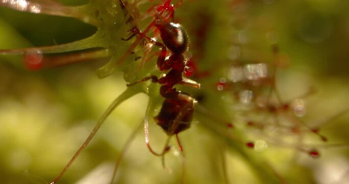 Round-Leaved Sundew - Drosera Rotundifolia. Drosera Rotundifolia has caught an ant Close-Up Image