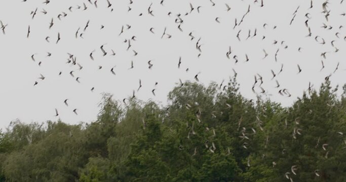 Common Starling Sturnus Vulgaris flock flying near grazing cows in a field Slow Motion Image