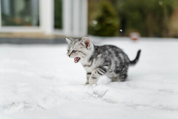 Fototapeta premium British shorthair silver tabby kitten walking in a back yard on snowy winter day. Juvenile domestic cat having fun outdoors in a garden.