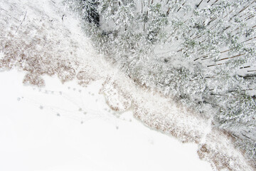 Beautiful aerial top-down view of snow covered pine forests and a forest stream winding among trees. Rime ice and hoar frost covering trees. Scenic landscape near Vilnius, Lithuania.