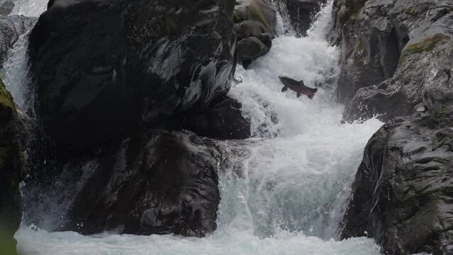 Coho Salmon Fish Leaping Jumping on The Cascades in Sol Duc River on Their Migration to Spawning Grounds in Dramatic Slow Motion
