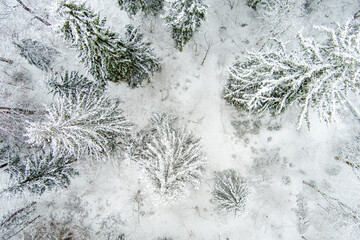 Beautiful aerial top-down view of snow covered pine forests. Rime ice and hoar frost covering trees. Scenic landscape.
