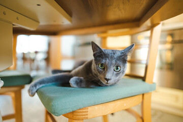 Young playful Russian Blue kitten relaxing on a chair under the table. Gorgeous blue-gray cat with green eyes.