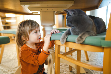 Cute toddler boy stroking friendly Russian Blue purebred cat under the table.