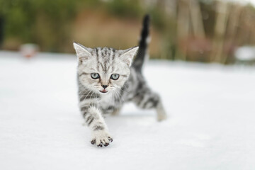 British shorthair silver tabby kitten walking in a back yard on snowy winter day. Juvenile domestic cat having fun outdoors in a garden.