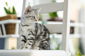 British shorthair silver tabby kitten having rest on a sofa in a living room. Juvenile domestic cat spending time indoors.