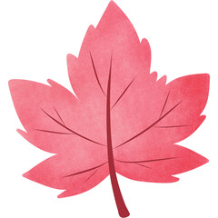Pink maple leaf