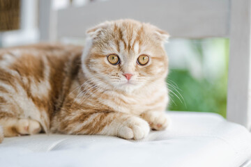 Red Scottish fold kitten having rest on a sofa in a living room. Juvenile domestic cat spending time indoors.