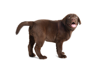Cute chocolate Labrador Retriever puppy on white background