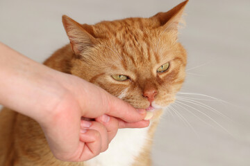 Woman giving vitamin pill to cute cat indoors, closeup
