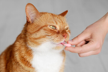 Woman giving vitamin pill to cute cat indoors, closeup
