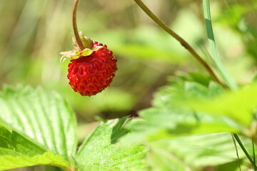 One small wild strawberry and leaves growing outdoors