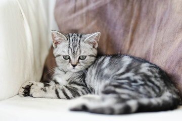 British shorthair silver tabby kitten having rest on a sofa in a living room. Juvenile domestic cat spending time indoors.