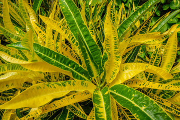 Garden croton Codiaeum variegatum aka variegated croton leaves close up background texture © Dmitry Rukhlenko