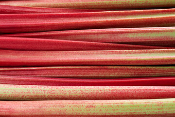 Fresh ripe rhubarb stalks as background, closeup