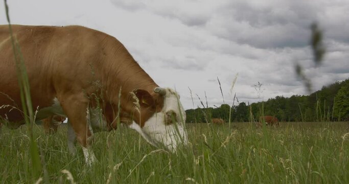 Cow grazing in the field Slow Motion Image