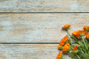 Beautiful fresh calendula flowers on light wooden table, flat lay. Space for text
