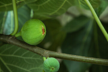 Unripe figs growing on tree in garden, closeup. Space for text