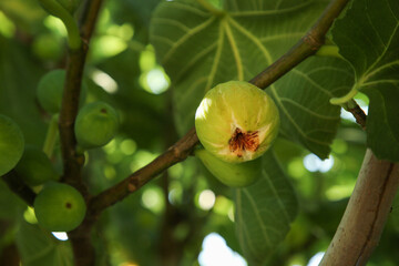 Unripe figs growing on tree in garden, closeup. Space for text