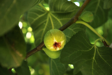 Unripe figs growing on tree in garden, closeup