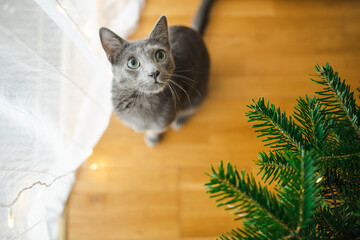 Cute Russian Blue purebred cat relaxing in living room on Christmas day. Spending time with family and pets on Christmas.