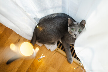 Cute Russian Blue purebred cat relaxing in living room on Christmas day. Spending time with family...