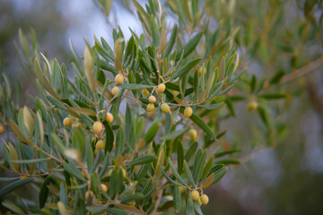 Olives on an olive tree branch - close up outdoors shot