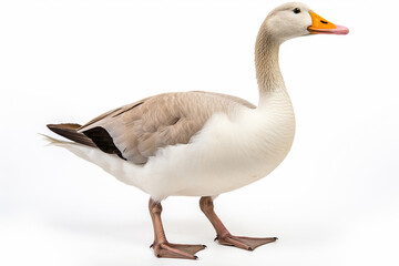 Naklejka na ściany i meble The front side portrait of an Embden or white common goose, is standing on the white background, shot in a studio. Generative AI.