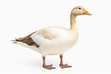 Obraz premium The front side portrait of an Embden or white common goose, is standing on the white background, shot in a studio. Generative AI.