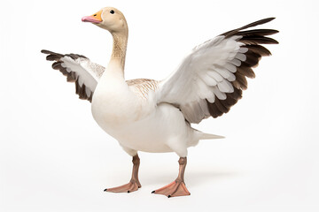 The front side portrait of an Embden or white common goose, is standing on the white background, shot in a studio. Generative AI.