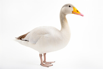 Obraz premium The front side portrait of an Embden or white common goose, is standing on the white background, shot in a studio. Generative AI.