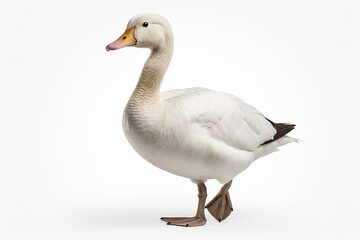 The front side portrait of an Embden or white common goose, is standing on the white background, shot in a studio. Generative AI.