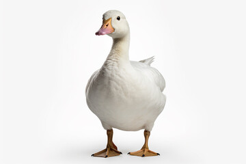 The front side portrait of an Embden or white common goose, is standing on the white background, shot in a studio. Generative AI.