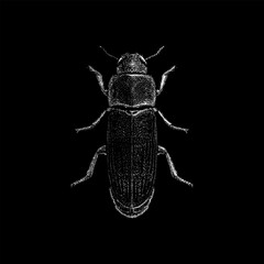 Flour Beetle hand drawing vector isolated on black background.