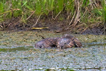 The muskrat (Ondatra zibethicus). Rodent native to North America.