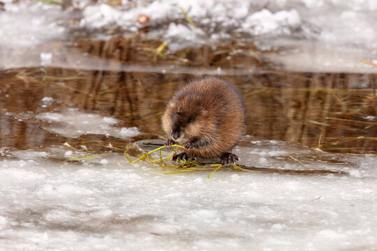 The muskrat (Ondatra zibethicus). Rodent native to North America.