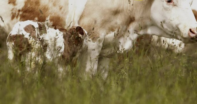 Mother cow and brand new baby calf in the field after calving Slow Motion Image