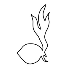 scout coconut shoots logo 