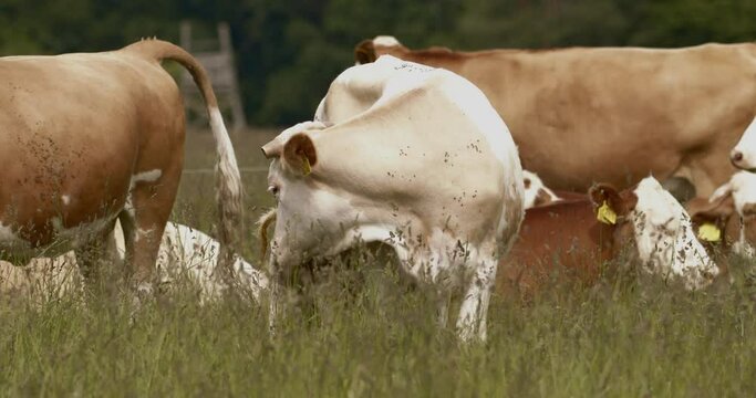 Cows graze and rest in the fields Slow Motion Image