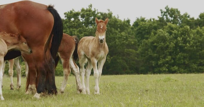 Murakozi horses and foals in the pasture slow motion