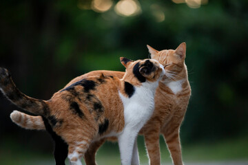 Two cats playing together on the street. Shallow depth of field.