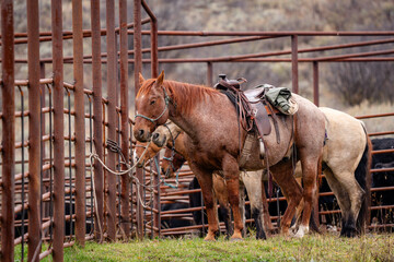 Ranch horses sleeping tied to cattle corrals