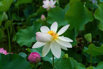 見頃を過ぎてもなお美しいハスの花