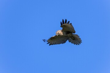 青空バックに獲物を探してホバリングするノスリ