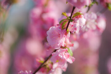 In spring, the garden is blooming with red leaves and blue peach flowers